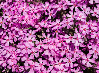 Flowers of Phlox subulata in the graden at springtime.