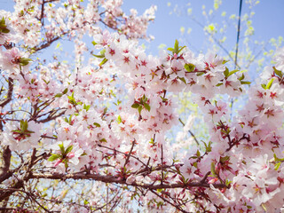 Cherry blossoms. Selective focus with shallow depth of field.