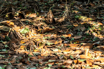 Falling leaves in the sun