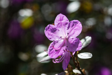 Beautiful rhododendron daurian flowers in the park on the lawn. Blooming rose bush in the garden
