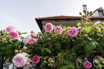 Bush of pink roses outdoors