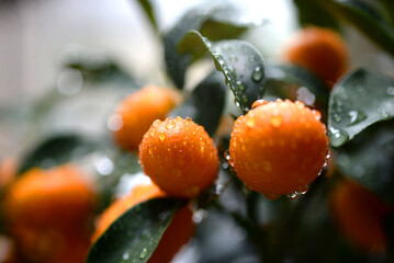 Agrumes et gouttes d'eau