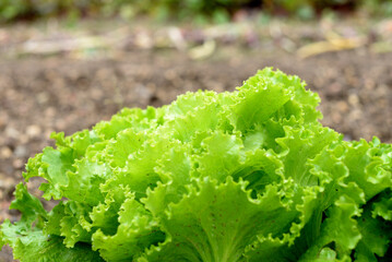 Salades BIO - potager