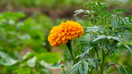 Marigold or Tagetes is a genus of annual or perennial, mostly herbaceous plants in the sunflower family Asteraceae.