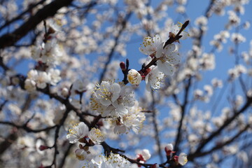 Untouched white flowers of apricot tree against blue sky in April