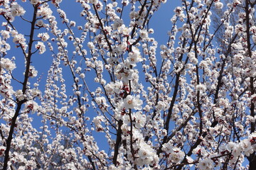 Upright branches of blossoming apricot tree against blue sky in April