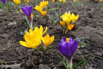 Dark purple and bright yellow flowers of crocuses in March