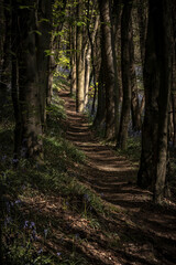 Obraz premium A tree lined dirt path through a forest