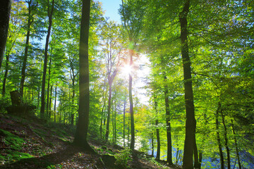 Fototapeta na wymiar Summer beech trees on the sun and forest lake. Nature background.