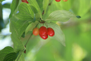 Kornelkirschen Kornelkirsche 503660852 Cornus mas