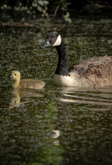 A mother and baby goose gosling swimming on a canal in the UK