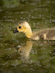 A wild baby goose gosling swimming on a British canal