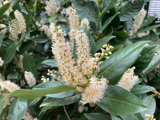 Kirschlorbeer blühend Nahaufnahme 503660881 Prunus laurocerasus 