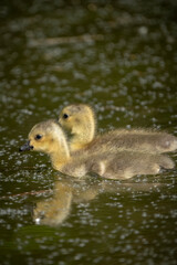 A pair of baby goose goslings swimming in canal water