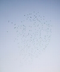 Pale blue sky with hundreds of wild birds