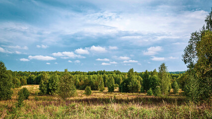 forest summer landscape