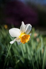 Single white-flowered daffodil in field at springtime