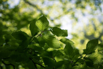 green leaves in the morning sun
