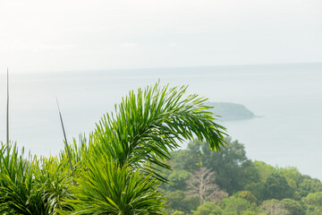 Trees in the subtropical region against the background of clouds and turquoise sea. A tree with green leaves grows on the coast of the ocean. The top view that sees the trees and the beach.

