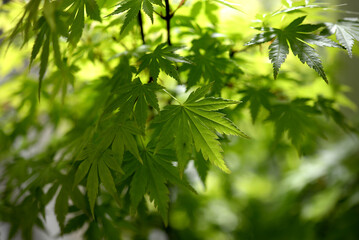 Feuillage d'érable du Japon