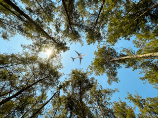 Airplane flying above the forest, bottom view