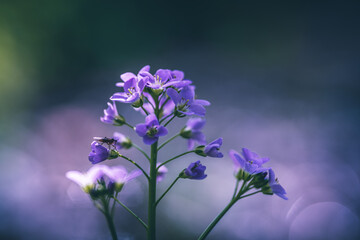Fototapeta na wymiar cuckoo flower or cardamine pratensis purple wildflower