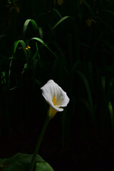 Close up of the Calla Lily flower, in a dark outline.