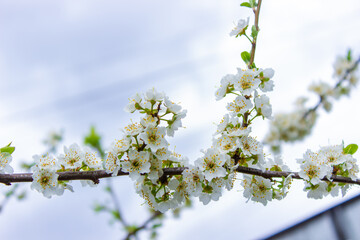 flowering tree at spring. pollination by bees.