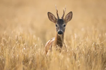 Fototapeten Roe deer, capreolus capreolus, buck watching from tall wheat on agricultural field in summer. Roebuck with antlers facing camera with blurred background and copy space. © WildMedia