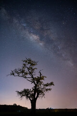 milky way with  the tree 