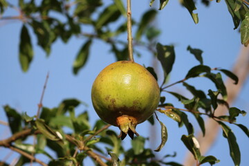 Punica is a small genus of fruit-bearing deciduous shrubs or small trees in the flowering plant family Lythraceae. 