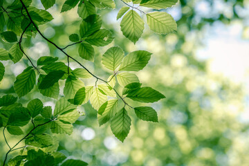 Fresh leaves, green summer background beech tree