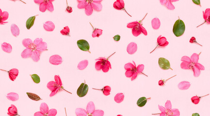 Fototapeta premium Seamless floral pattern of apple tree blooming flowers buds leaves and petals on pink background flat lay top view