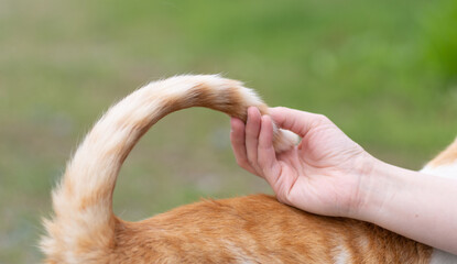 猫のしっぽを触る　茶白猫