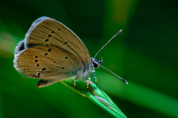 butterfly on a leaf