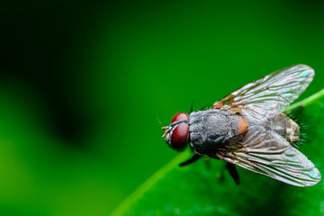 fly on leaf