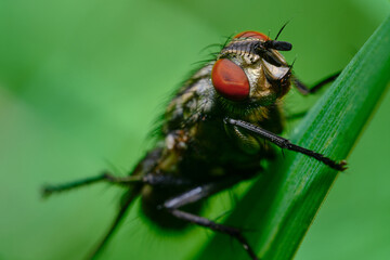 close up of a fly