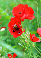 red poppy flower with honeybee