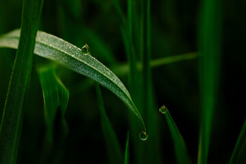 dew drops on grass
