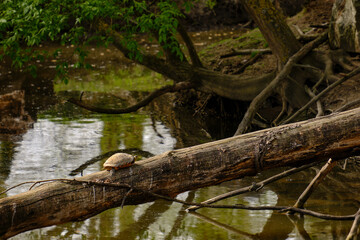 Turtle near the river