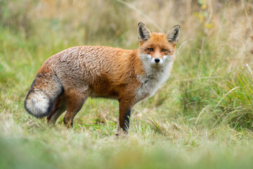 Naklejka na ściany i meble Adult red fox, vulpes vulpes, with furry tail standing on a meadow in autumn nature. Animal predator in natural environment. Alert mammal with orange fur.