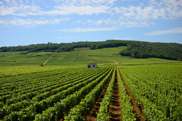 Fototapeta na wymiar Vignes - vignoble français