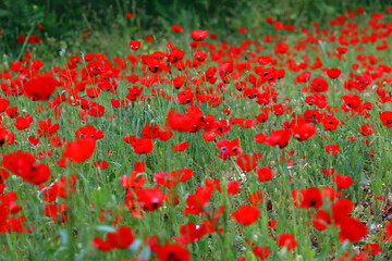 field of red poppies
