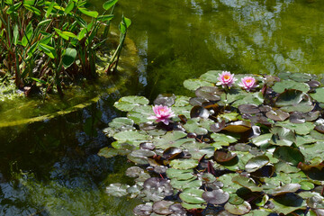 Lotus flower with its large leaves perched on greenish waters.