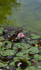 Obraz na płótnie Canvas Lotus in the pond.