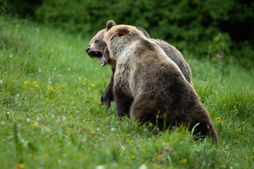 Large brown bear, ursus arctos, biting another during a fight in summer mating season. Two massive wild mammals fighting with teeth on a green grass with blurred background.