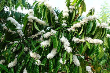 Coffee tree blossom with white color flower close up view                   