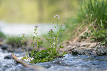 cardamine pratensis or cuckoo flower purple wildflower in the river