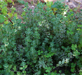 green thyme leaves of a plant