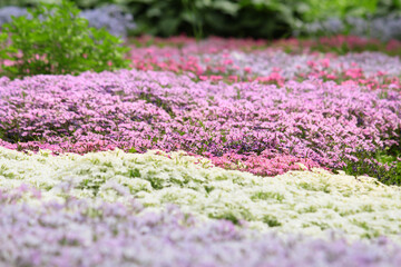 Obraz premium field of flowers 